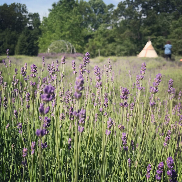 Healing Mists ~ Flower Essences & Essential Oils