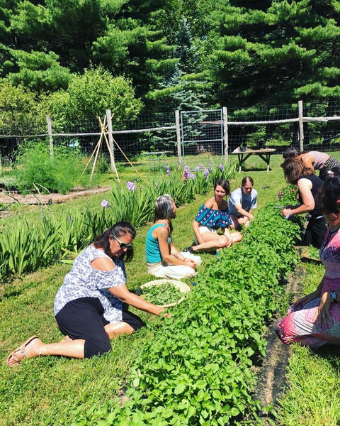 Healing Mists ~ Flower Essences & Essential Oils