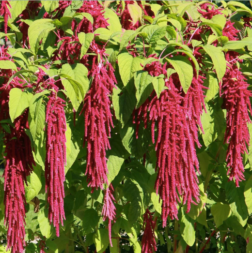 Love-Lies-Bleeding Flower Essence ~ Alchemize Adversity