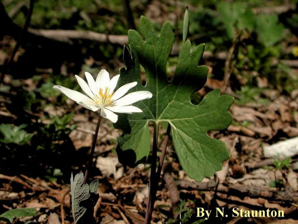 Bloodroot Flower Essence