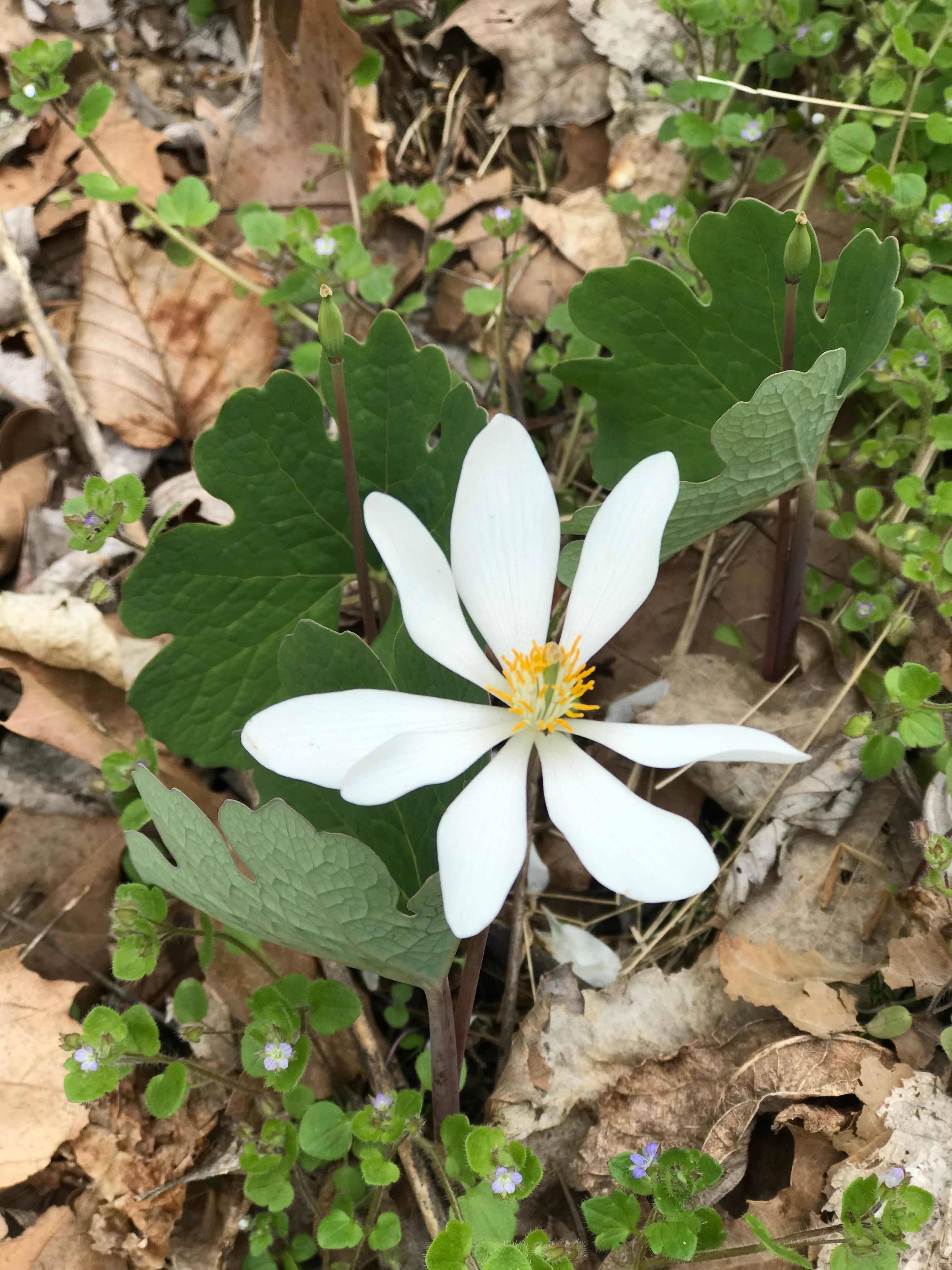 Bloodroot Flower Essence - Mushmina