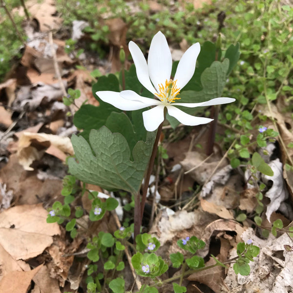 Bloodroot Flower Essence