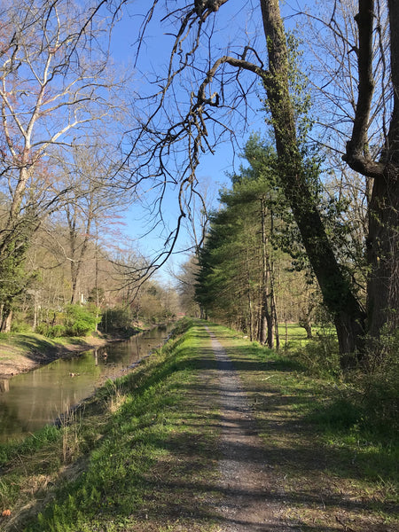 Bloodroot Flower Essence