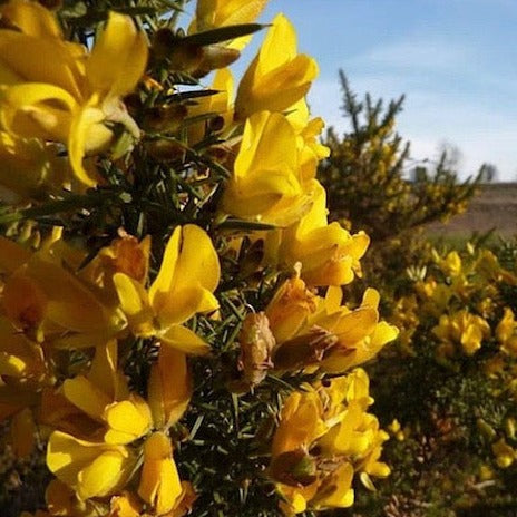 Gorse Flower Essence ~ Hope