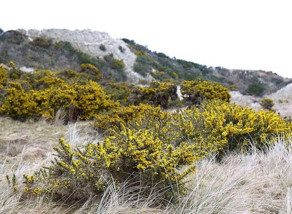 Gorse Flower Essence ~ Hope