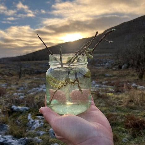 Hazel Flower Essence ~ Freedom Forward in Flow