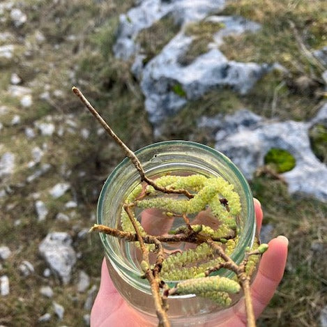 Hazel Flower Essence ~ Freedom Forward in Flow