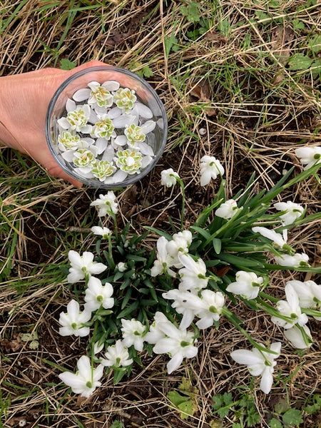 Snowdrop Flower Essence ~ Courage in Transition