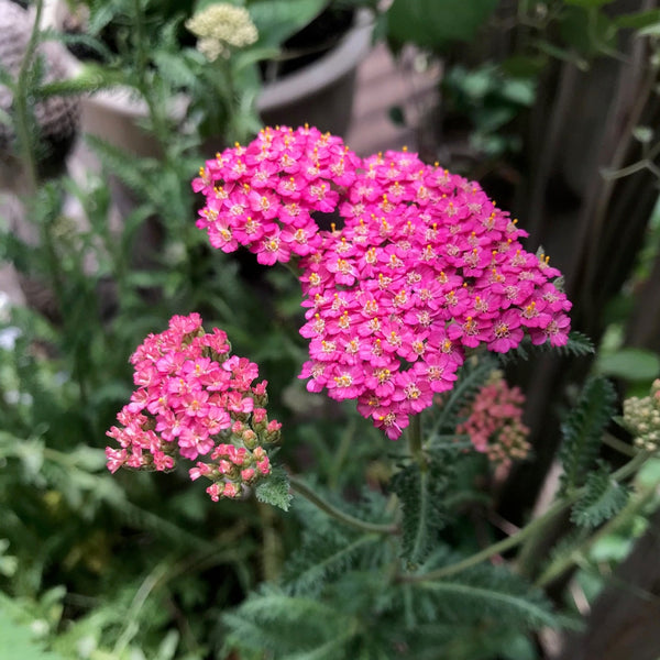 Aura Armor Yarrow Flower Essence