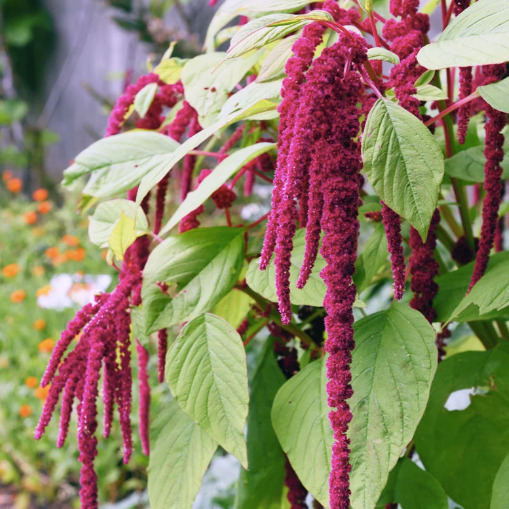 Love-Lies-Bleeding Flower Essence ~ Alchemize Adversity