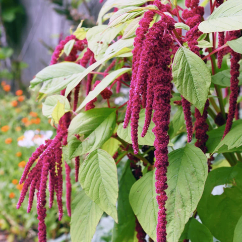 Love-Lies-Bleeding Flower Essence ~ Alchemize Adversity