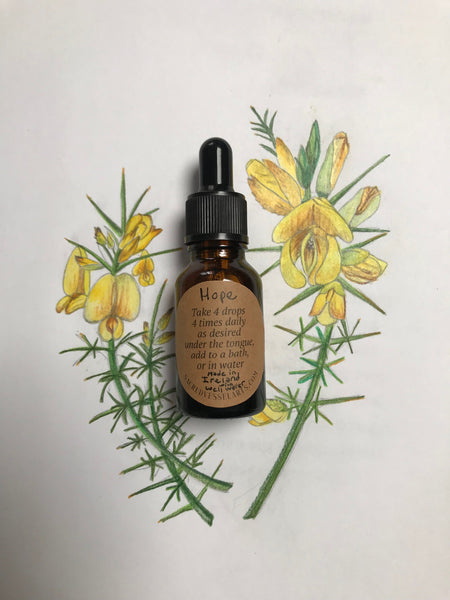 Gorse Flower Essence ~ Hope