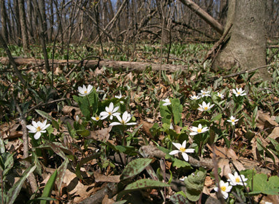 Bloodroot Flower Essence
