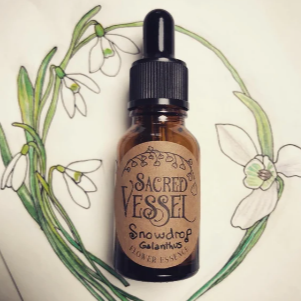 Snowdrop Flower Essence ~ Courage in Transition