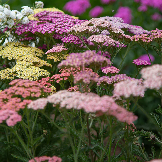 Aura Armor Yarrow Flower Essence