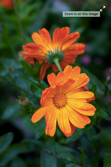 Calendula Flower Essence ~ Soul Speak