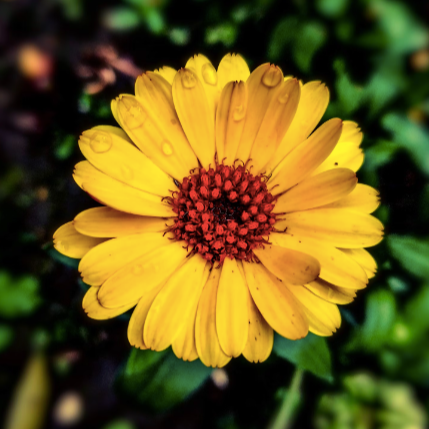 Calendula Flower Essence ~ Soul Speak