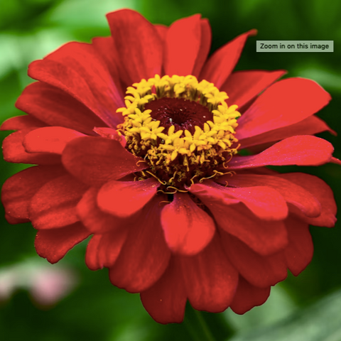 Zinnia Flower Essence ~ Joy