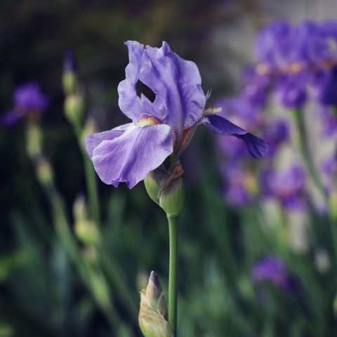 Iris Flower Essence ~ Inspired Artistry