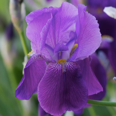 Iris Flower Essence ~ Inspired Artistry