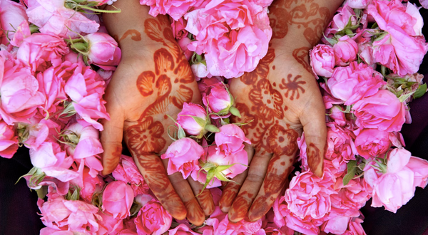 Sweet Rose Elixir & Glycerite