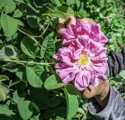 Tulsi Rose Elixir & Glycerite