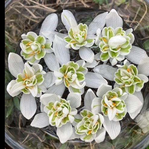 Snowdrop Flower Essence ~ Courage in Transition