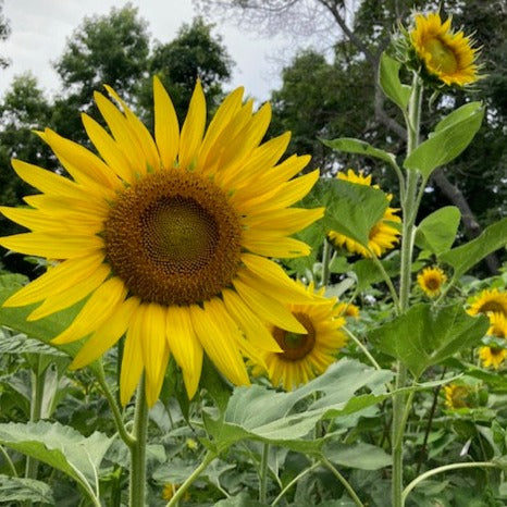 Sunflower Flower Essence ~ Soul Radiance