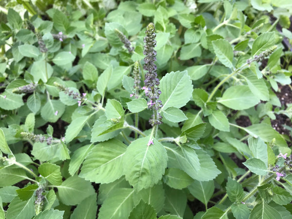 Tulsi Rose Elixir & Glycerite